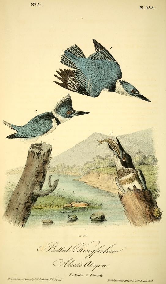 Audubon's illustration of 3 belted kingfishers, 2 males (one in flight) and 1 female emerging from a stump with a fish in her mouth